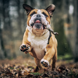 Le chien